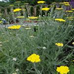 Achillea clypeolata - Goldquirl-Garbe