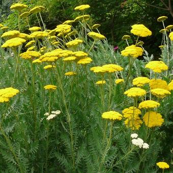 Achillea filipendulina 'Parker's Variety'