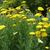 Achillea filipendulina 'Parker's Variety'