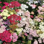 Achillea millefolium 'Colorado' - 