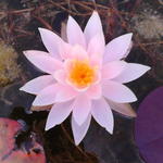 Nymphaea odorata subsp. tuberosa 'Rosea'  - 