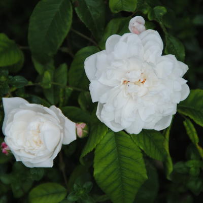 Rosa 'Aimée Vibert  - 