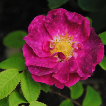 Rosa 'Alain Blanchard'