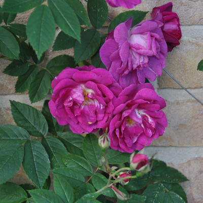 Rosa 'Amadis' - 