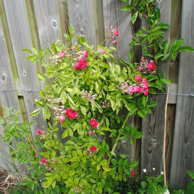 Rosa 'Turner's Crimson Rambler'  - 