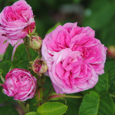 Rosa 'Yolande d'Aragon' - 