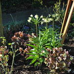 Fritillaria raddeana  - Zwerg-Kaiserkrone