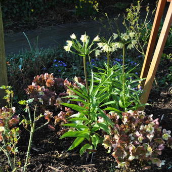 Fritillaria raddeana