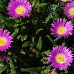 Delosperma 'Beaufort West' - 