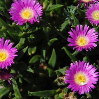 Delosperma 'Beaufort West'