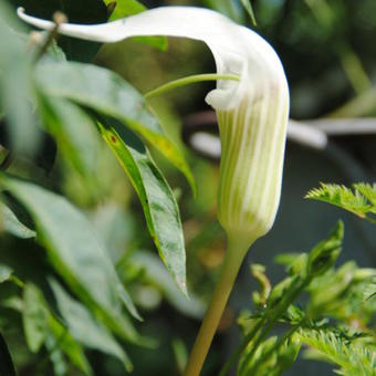 Arisaema candidissimum