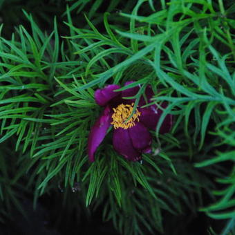 Paeonia tenuifolia