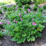 Paeonia veitchii - 