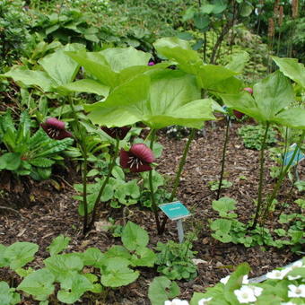 Trillium vaseyi