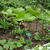 Trillium vaseyi