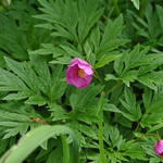 Paeonia veitchii ssp. woodwardii - 