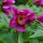 Paeonia anomala - 