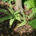 Adiantum aleuticum 'Imbricatum' - 