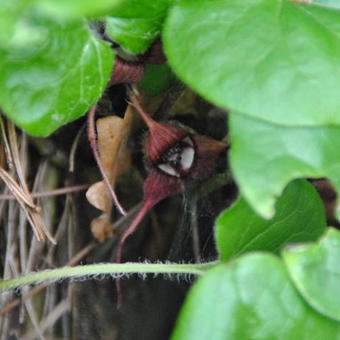 Asarum caudatum