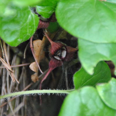 Geschwänzte Haselwurz - Asarum caudatum