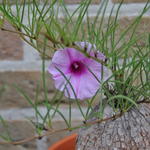 Ipomoea bolusiana - 