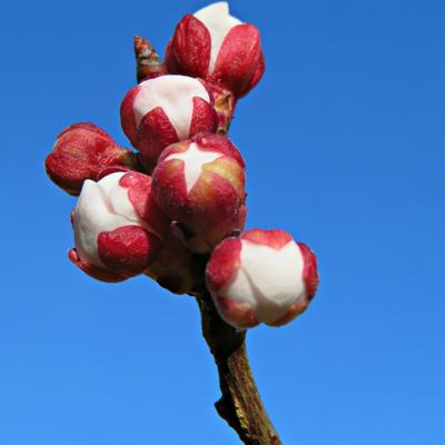 Prunus armeniaca 'Rouge du Roussillon' - Prunus armeniaca 'Rouge du Roussillon'