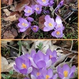 Crocus tommasinianus