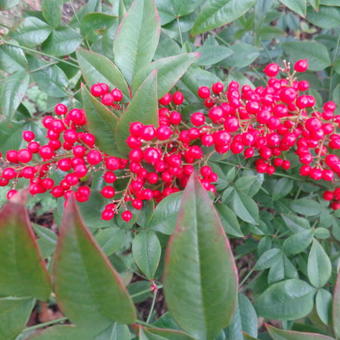 Nandina domestica