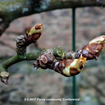 Pyrus communis 'Conference'