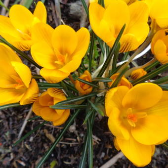 Crocus chrysanthus 'Dorothy'