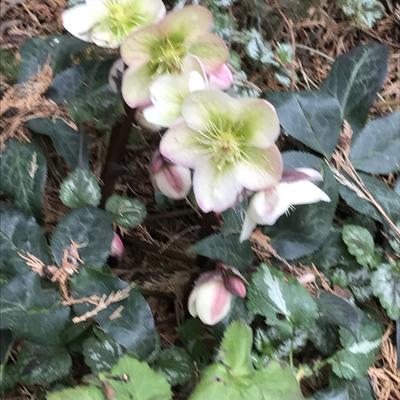 Helleborus - Nieswurz - Helleborus