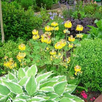 Primula bulleyana