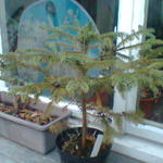 Picea asperata - 