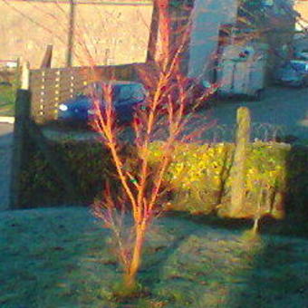 Acer palmatum 'Sangokaku'