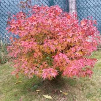 Acer palmatum 'Red Wine'