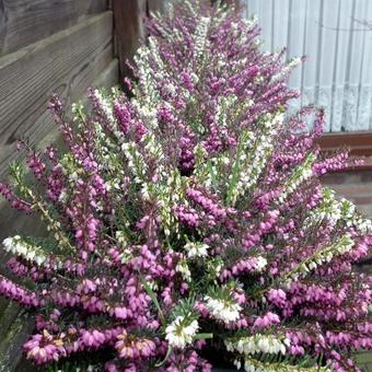 Erica x darleyensis