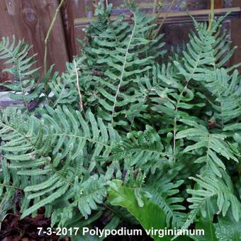 Polypodium virginianum