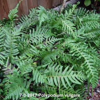 Polypodium vulgare