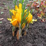 Crocus flavus  - Gold-Krokus