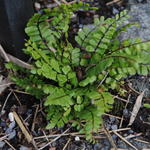 Asplenium trichomanes 'Toskana's Giant' - 