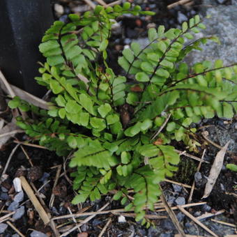 Asplenium trichomanes 'Toskana's Giant'