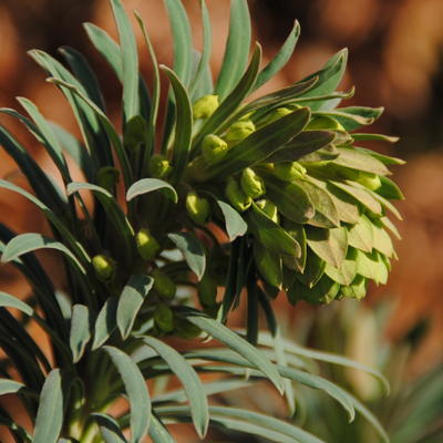 Euphorbia characias subsp. wulfenii 'Shorty' - Euphorbia characias subsp. wulfenii 'Shorty'