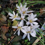 Colchicum hungaricum 'Velebit Star' - 