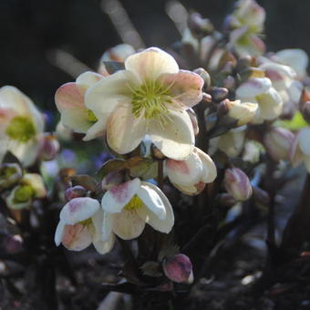 Helleborus x nigercors 'Candy Love'