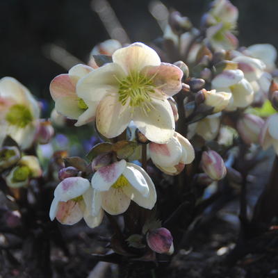 Helleborus x nigercors 'Candy Love'