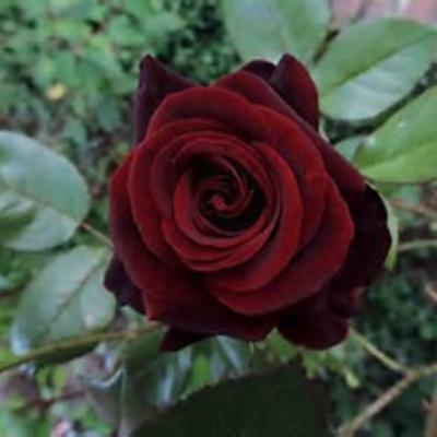 Rosa 'Black Magic'  - 