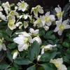 Helleborus