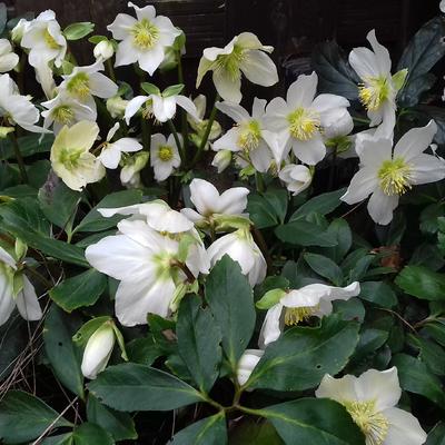 Helleborus - 