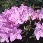 Rhododendron  'Snipe' - 