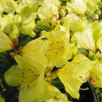 Rhododendron 'Curlew'